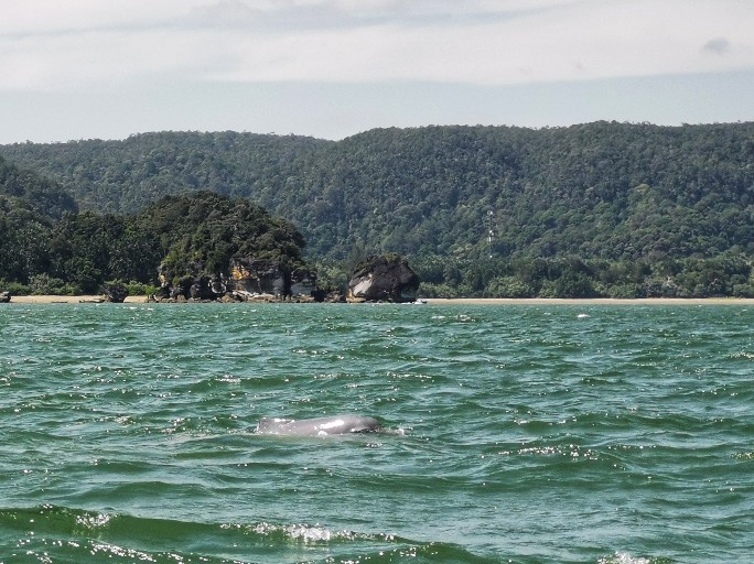 IMG_20190714_105241_1-01-684x512