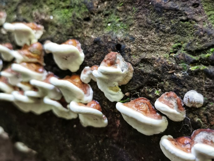 IMG_20190714_121418-01-684x513