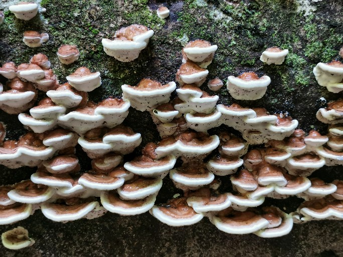 IMG_20190714_121525-01-684x513