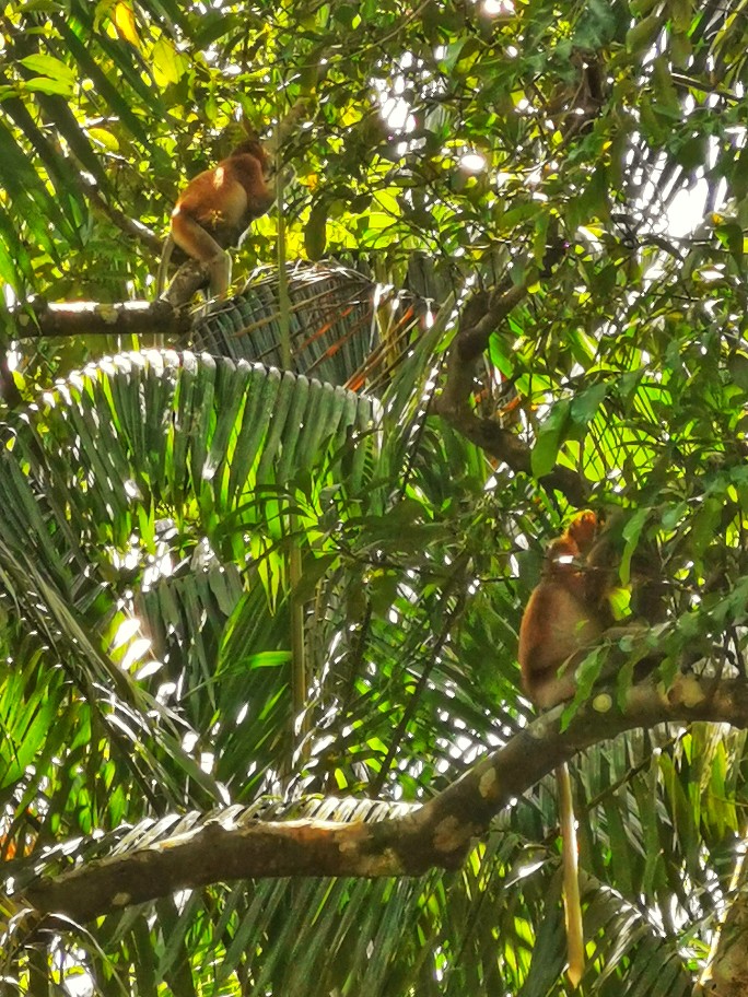 IMG_20190714_124756-01-684x912