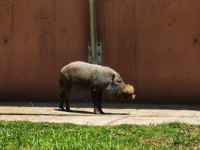 IMG_20190714_125249-01-684x513