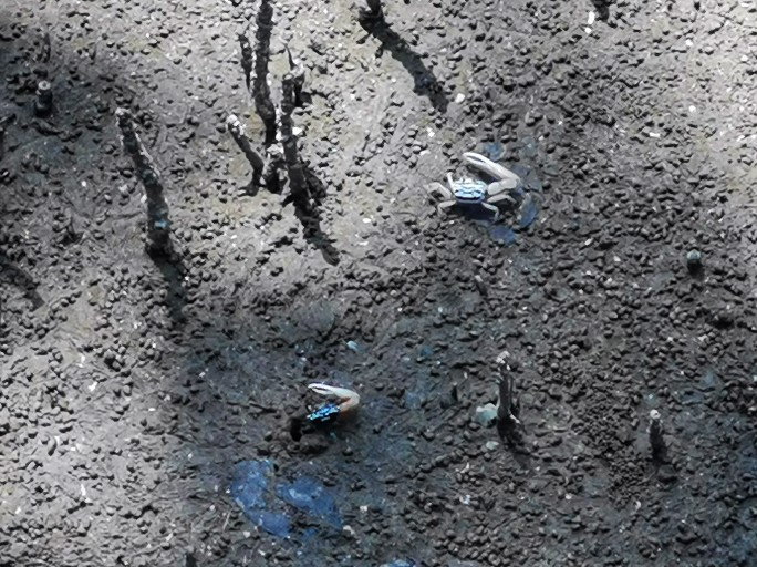 IMG_20190714_131409-01-684x512