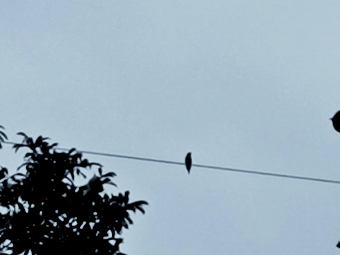 IMG_20190808_102858-02-684x513