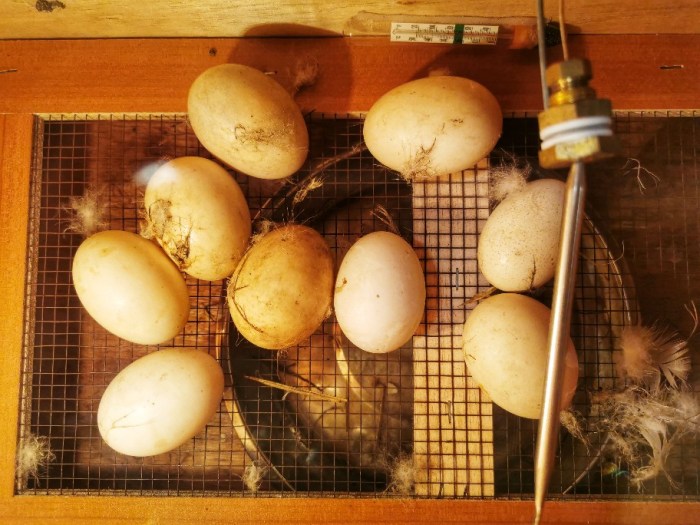 IMG_20190824_222020-01-912x684