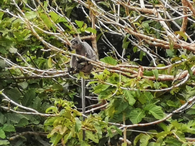 IMG_20190913_071506-01-684x512