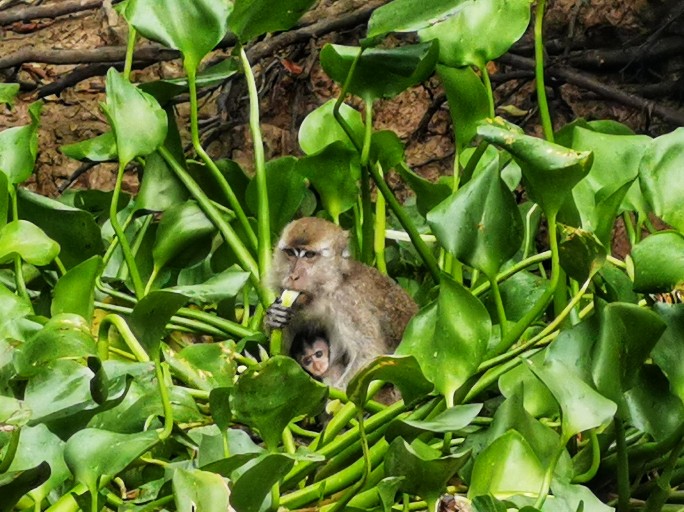 IMG_20190913_072418-01-684x512