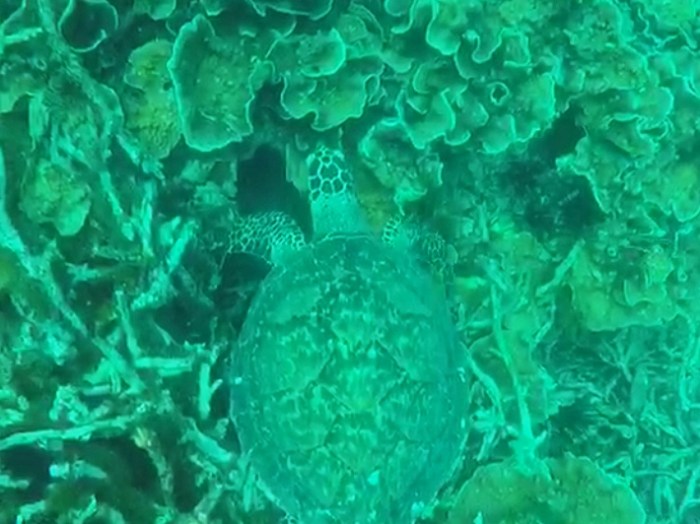 Screenshot_20191013_171705_com.whatsapp-01