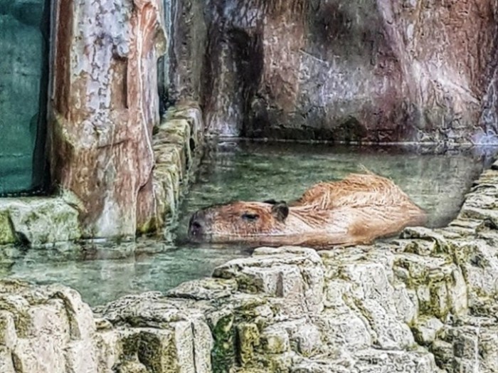 20190429_111749-01-979x734-01-734x550-726x544