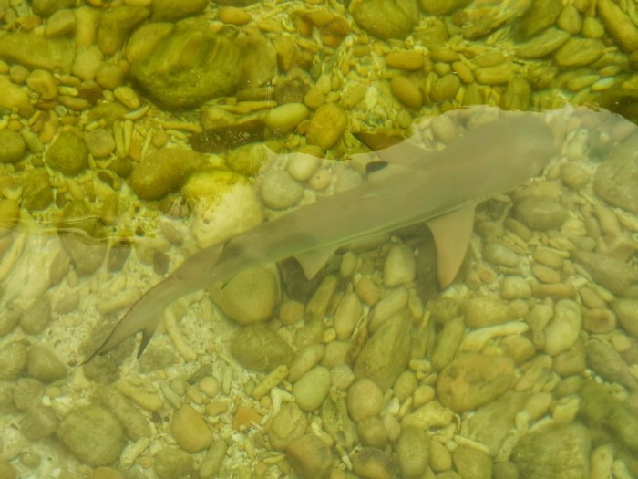 IMG_20200305_132735-01_copy_912x684