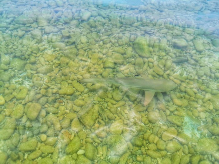 IMG_20200305_133226-01_copy_912x684