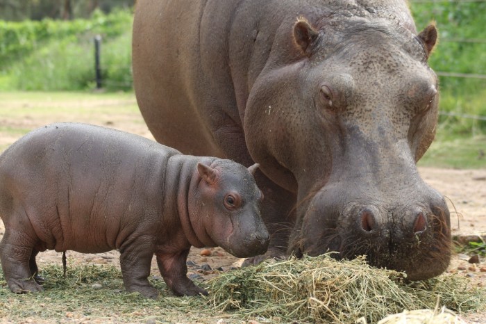 0H0A7350_copy_1368x912