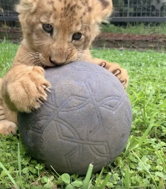 Mogo Wildlife - Phoenix 3_copy_234x267