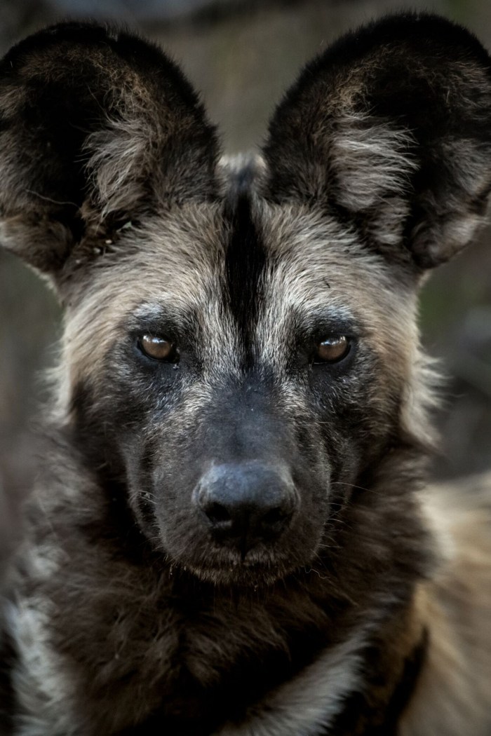 Wild Dog_Singita_copy_1232x1848