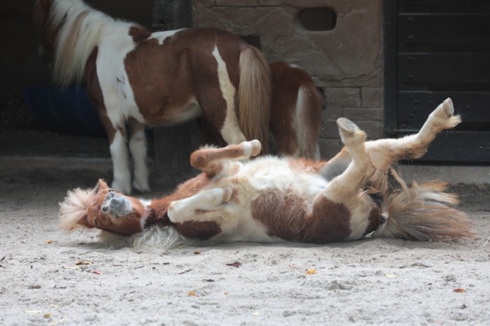 1L1A9612_copy_1116x744