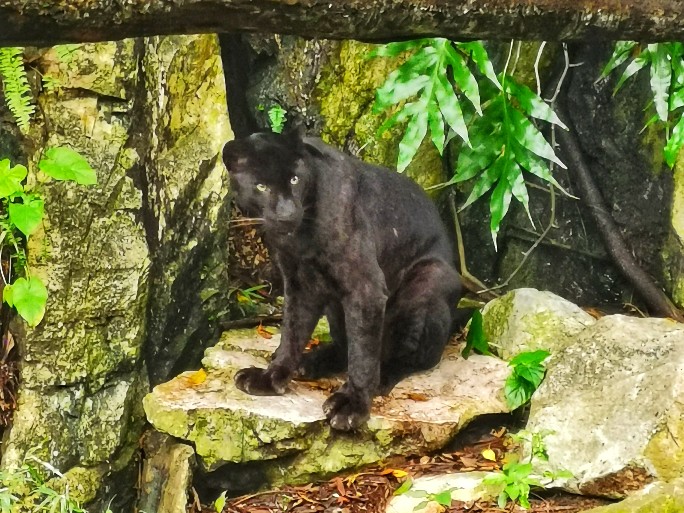 IMG_20200613_102850-01_copy_684x513