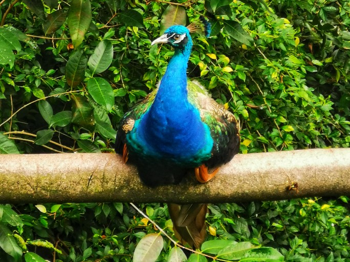 IMG_20200613_103446-01_copy_684x513