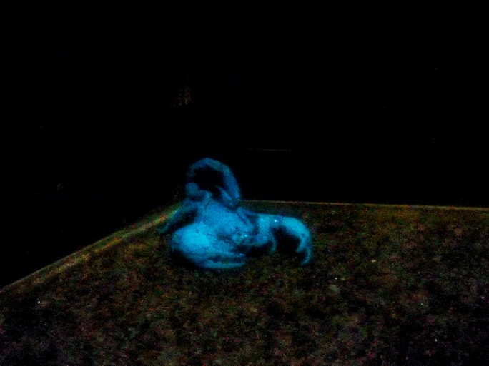 IMG_20200619_111126-01_copy_684x513