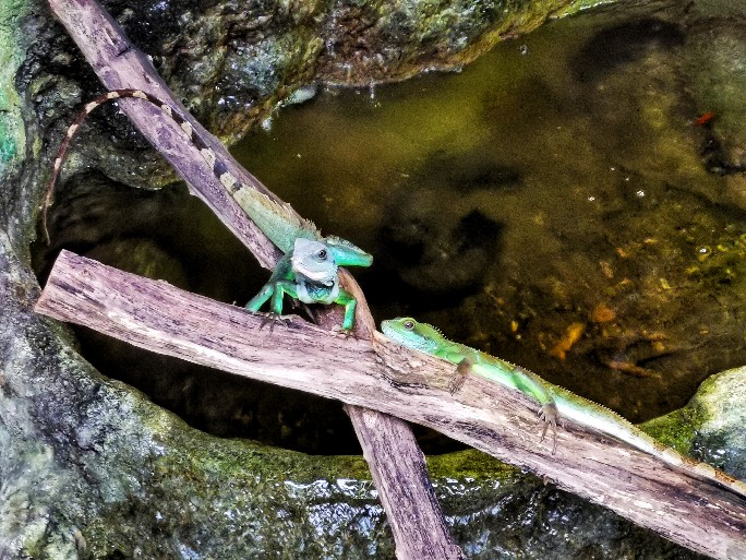 IMG_20200619_112045-01_copy_684x513