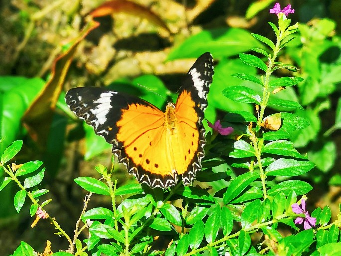 IMG_20200619_113329-01_copy_684x513