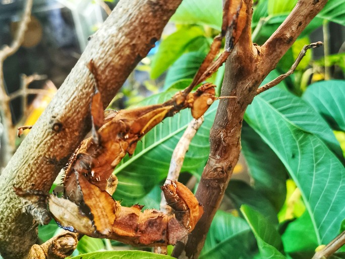 IMG_20200619_121237-01_copy_684x513