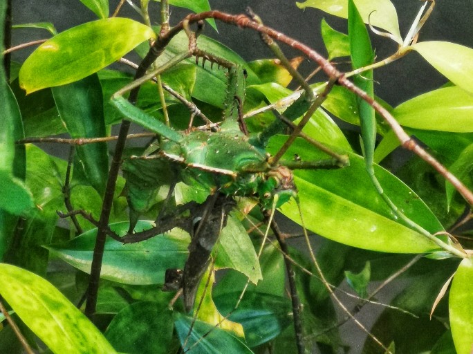 IMG_20200619_121306-01_copy_684x512