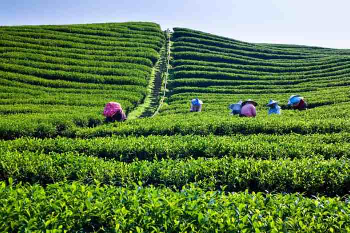Tea-plantation-in-Taiwan