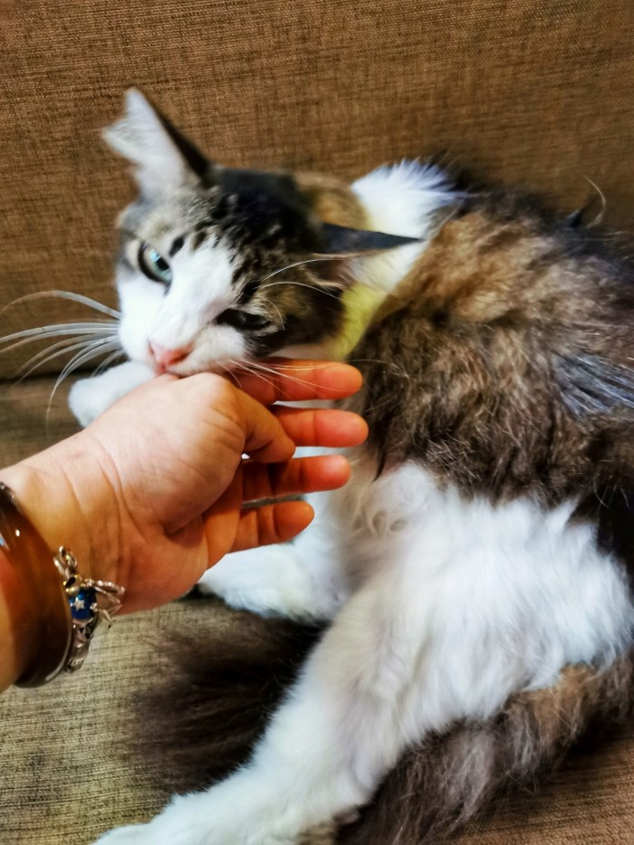 IMG_20200703_140935-01_copy_1152x1536