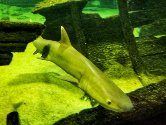 IMG_20200703_162745-01_copy_912x684