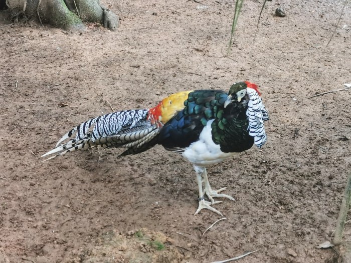 IMG_20200704_164229-01_copy_912x684