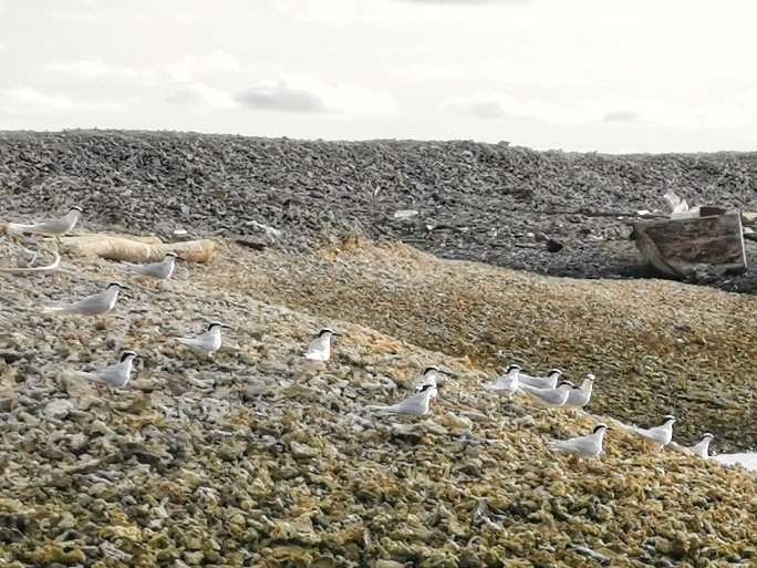 IMG_20200715_174926-01_copy_684x513