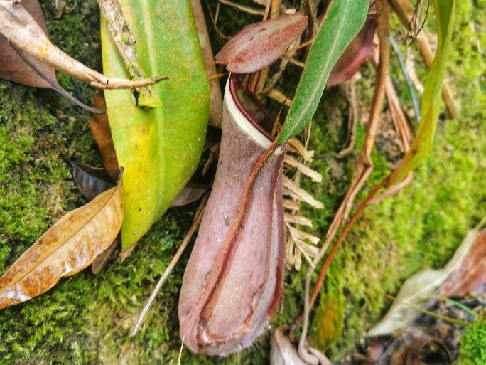 IMG_20200727_093354-01_copy_684x513